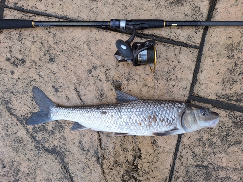 ニゴイの釣果