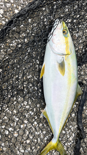 イナダの釣果