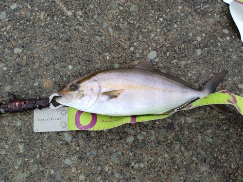 ショゴの釣果