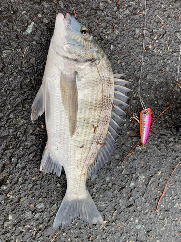 チヌの釣果