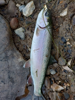 ニジマスの釣果