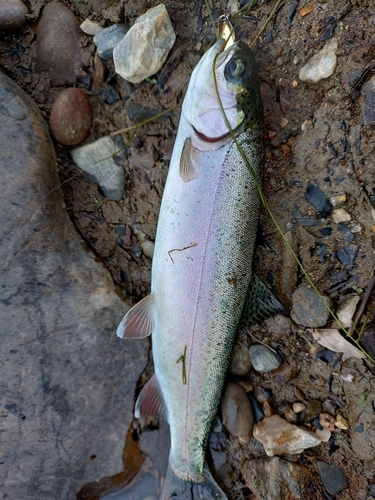 ニジマスの釣果