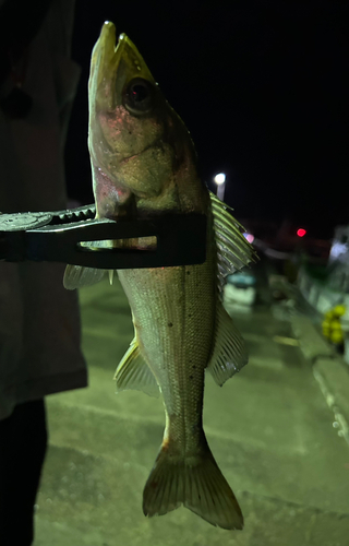 セイゴ（マルスズキ）の釣果