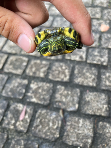 アイゴの釣果