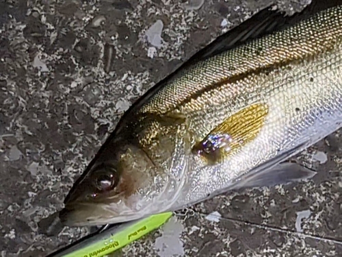 フッコ（マルスズキ）の釣果