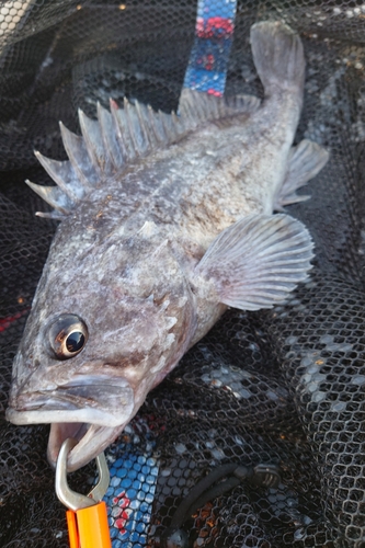 クロソイの釣果