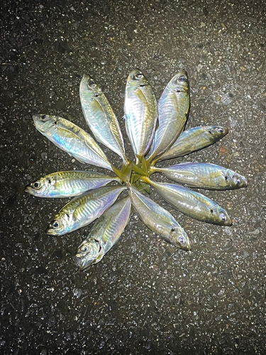 アジの釣果