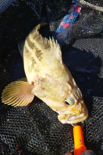 シマソイの釣果