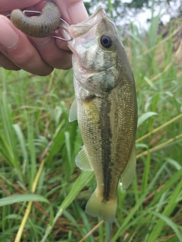 ラージマウスバスの釣果