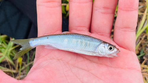 アブラハヤの釣果