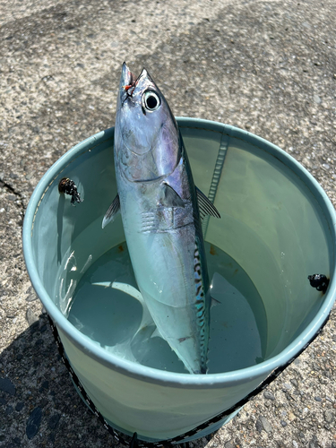 マルソウダの釣果