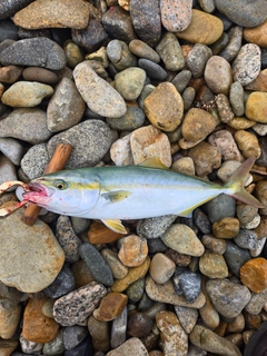 ツバスの釣果