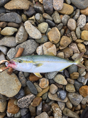 ツバスの釣果