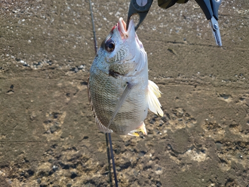 キビレの釣果