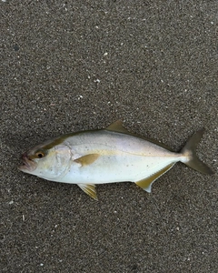 ショゴの釣果