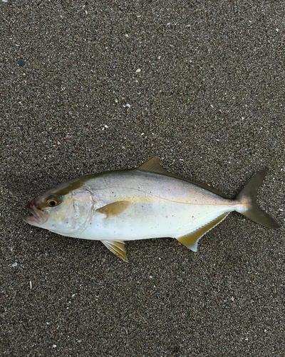 ショゴの釣果