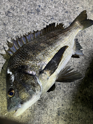 クロダイの釣果