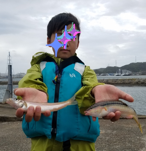 キスの釣果