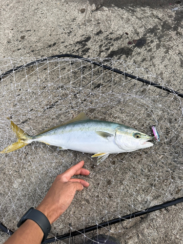 イナダの釣果