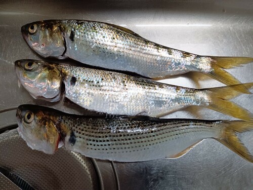 コノシロの釣果