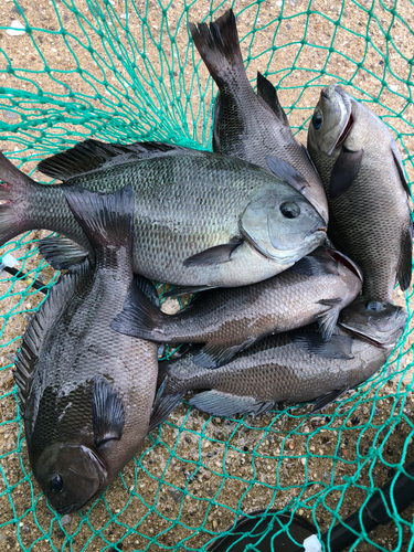 グレの釣果