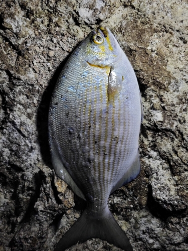 イスズミの釣果