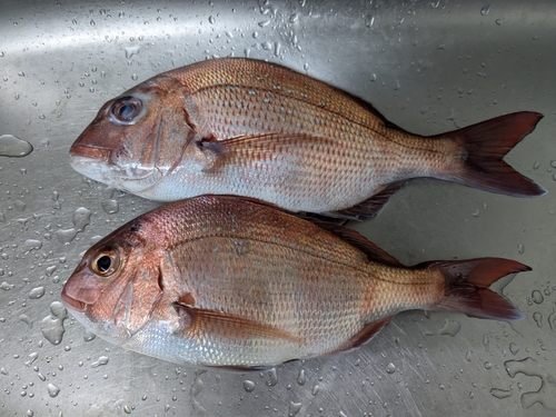 マダイの釣果