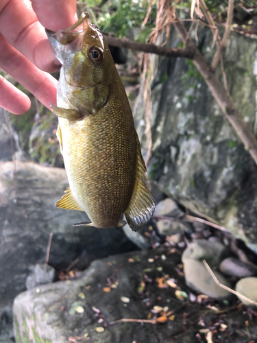 スモールマウスバスの釣果