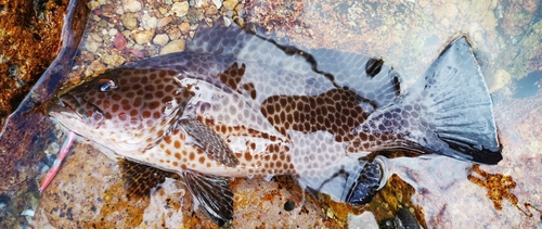 オオモンハタの釣果