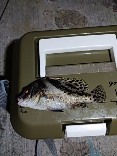 コショウダイの釣果