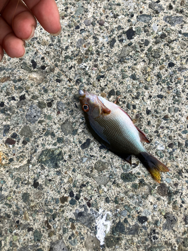 バラフエダイの釣果