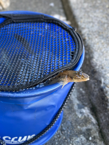 ハゼの釣果