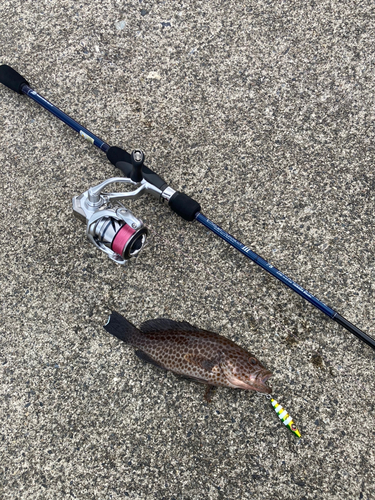 オオモンハタの釣果