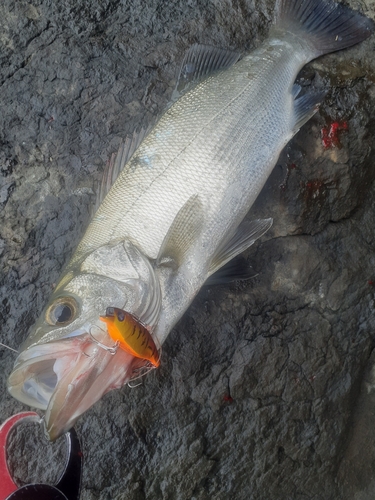 ヒラスズキの釣果