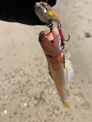 エソの釣果