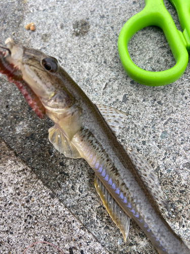 マハゼの釣果