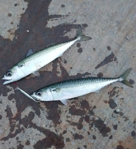 サバの釣果