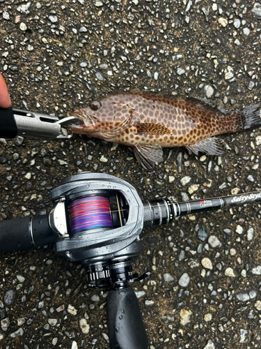 オオモンハタの釣果