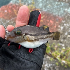 キタマクラの釣果