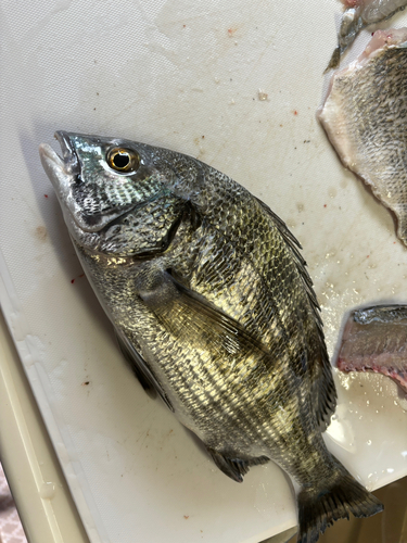 チヌの釣果