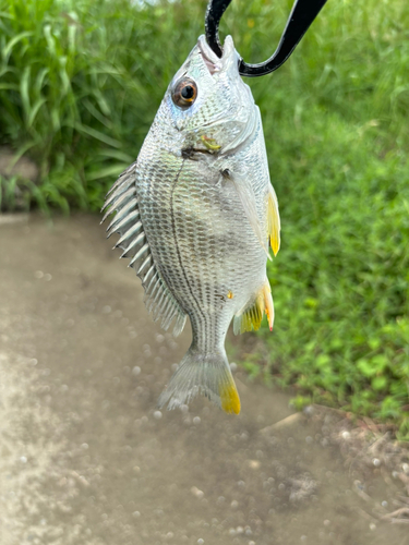 キビレの釣果