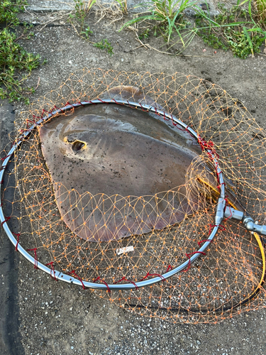 アカエイの釣果