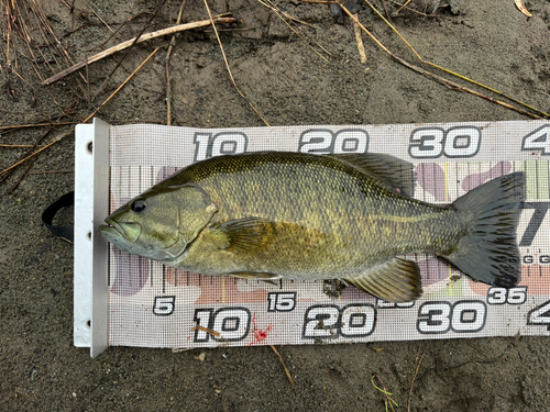 スモールマウスバスの釣果