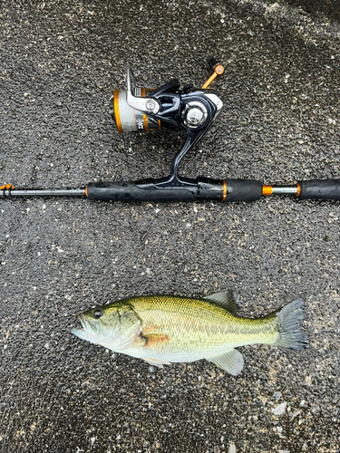 ラージマウスバスの釣果