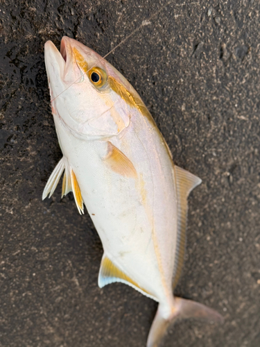 ショゴの釣果