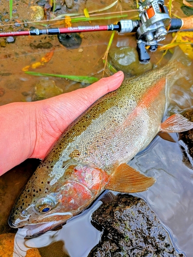 ニジマスの釣果