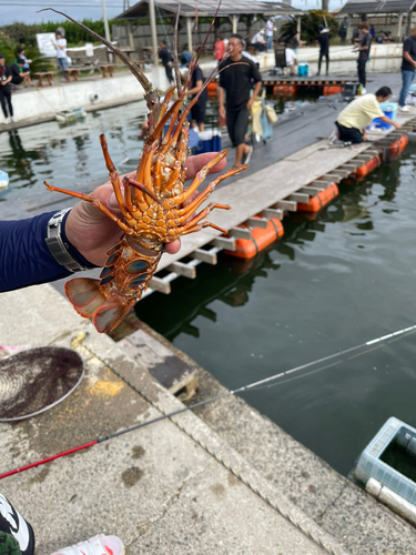 イセエビの釣果