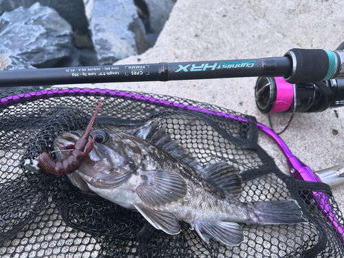 クロソイの釣果