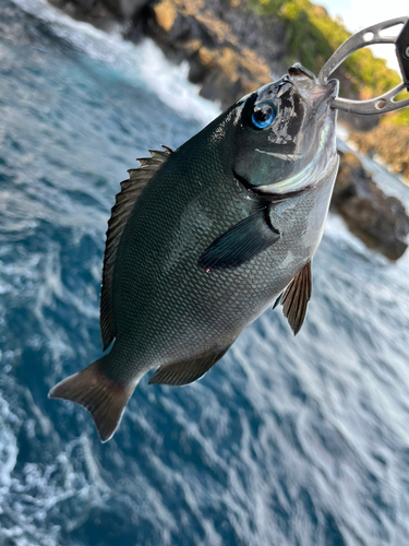 メジナの釣果