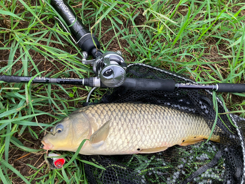 コイの釣果